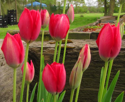 Tulipa aximensis